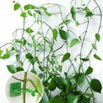 گیره نگهدارنده گل پتوس 10عددی